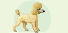 Tipos de pelos de perros